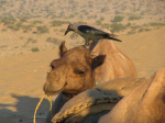 camel-raven